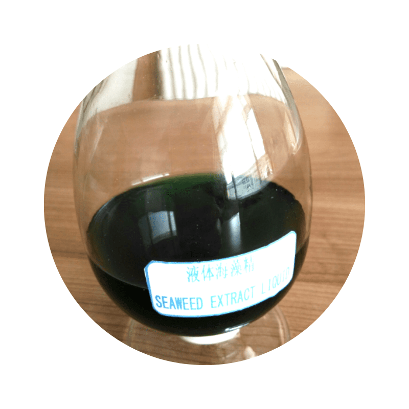 Seaweed Extract (alga) Liquid - Image 4